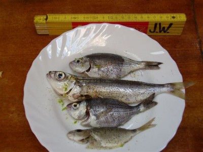 P1010196.JPG (59.49 KiB) 10296 mal betrachtet P1010196.JPG