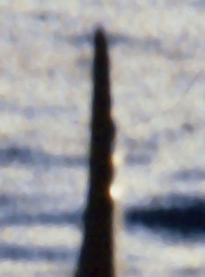 rate mal. 02-06.jpg