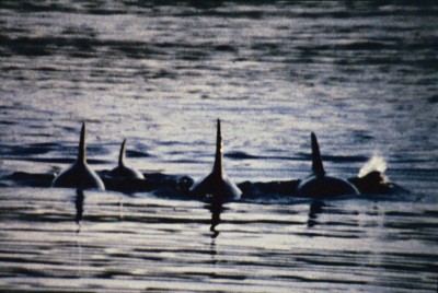 1Dephin-Fam. 02-06.jpg (155.01 KiB) 10827 mal betrachtet 1Dephin-Fam. 02-06.jpg