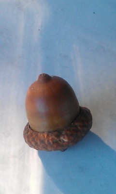 IMAG0251.jpg (345.31 KiB) 12430 mal betrachtet IMAG0251.jpg