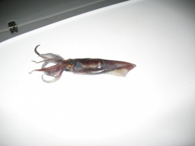 IMG_0759.jpg (30.26 KiB) 2495 mal betrachtet IMG_0759.jpg